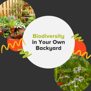 science project experiments An illustration with a black background featuring photos of flowers growing wild in a field and potted against a wooden fence and decorated with abstract orange, green, and yellow elements.