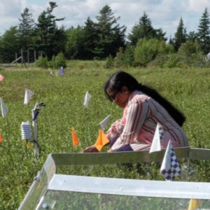 A woman tending to a meadow with small flags planted in the ground.