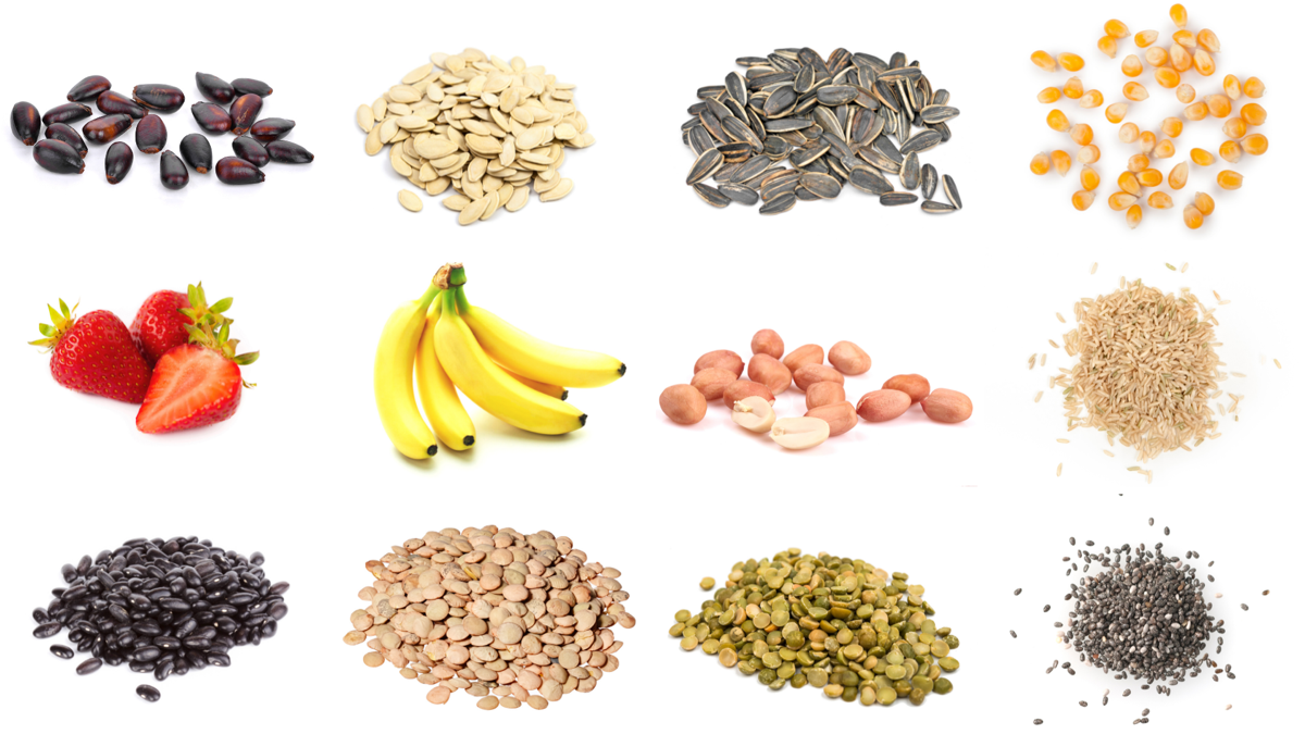 A collage showing various seeds or different shapes and colors.
