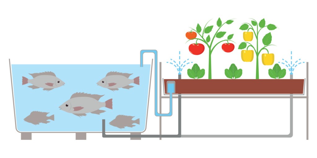 An illustration of a tank of fish positioned next to a trough of growing lettuce and tomato plants. Water from the fish tank is being pumped onto the plants to provide moisture and fertilizer.