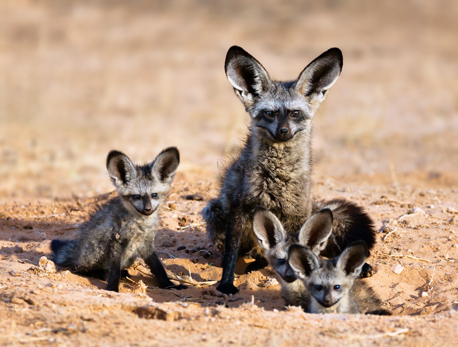 a really adorable family of foxes with very large bat-shaped ears in a sandy terrain