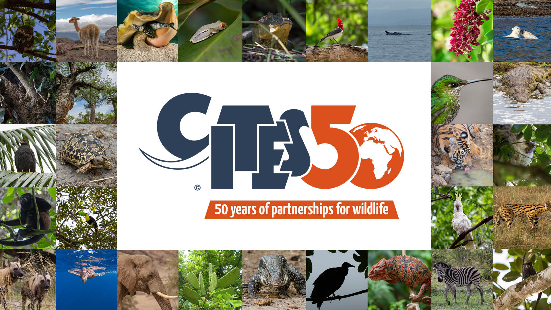 cites 50 years (animals covered by CITES in background with CITES logo overlayed on top)