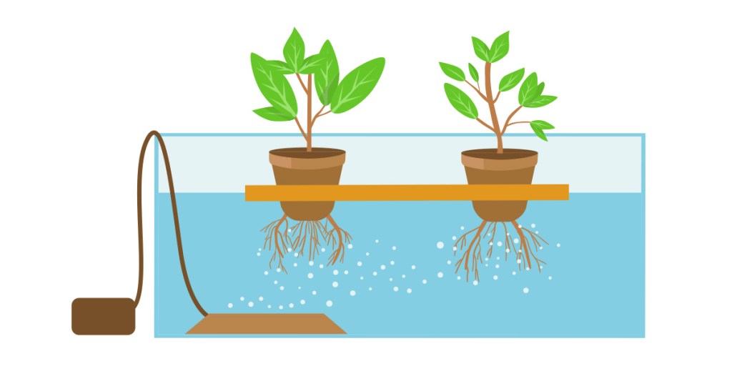 Three potted plants sit in a water tank with their roots dipping in the water and their leaves above it. A pump is pumping air and nutrients into the water. 