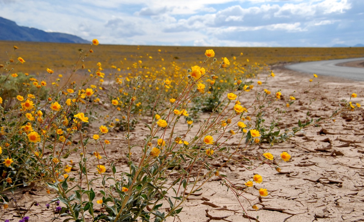 Hearty plants with yellow flowers emerge from cracked, dry earth.