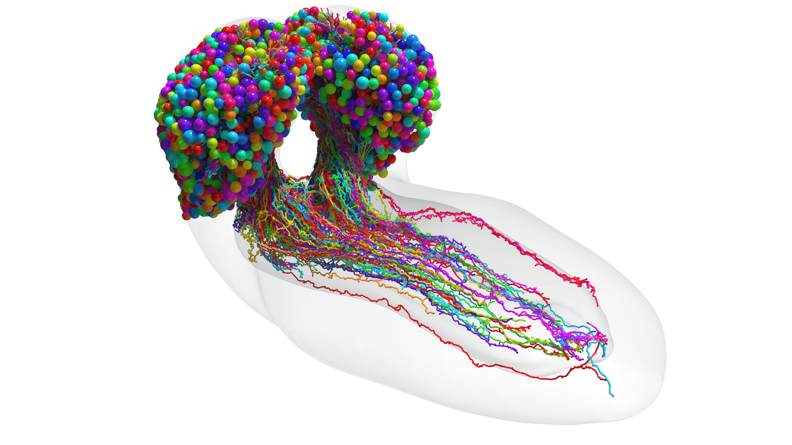 a colorful brain scan of a fruit fly. there are two main lobes bulbous in shape that are filled with colored little balls, which represent neurons. there are long filaments stringing down from the lobes