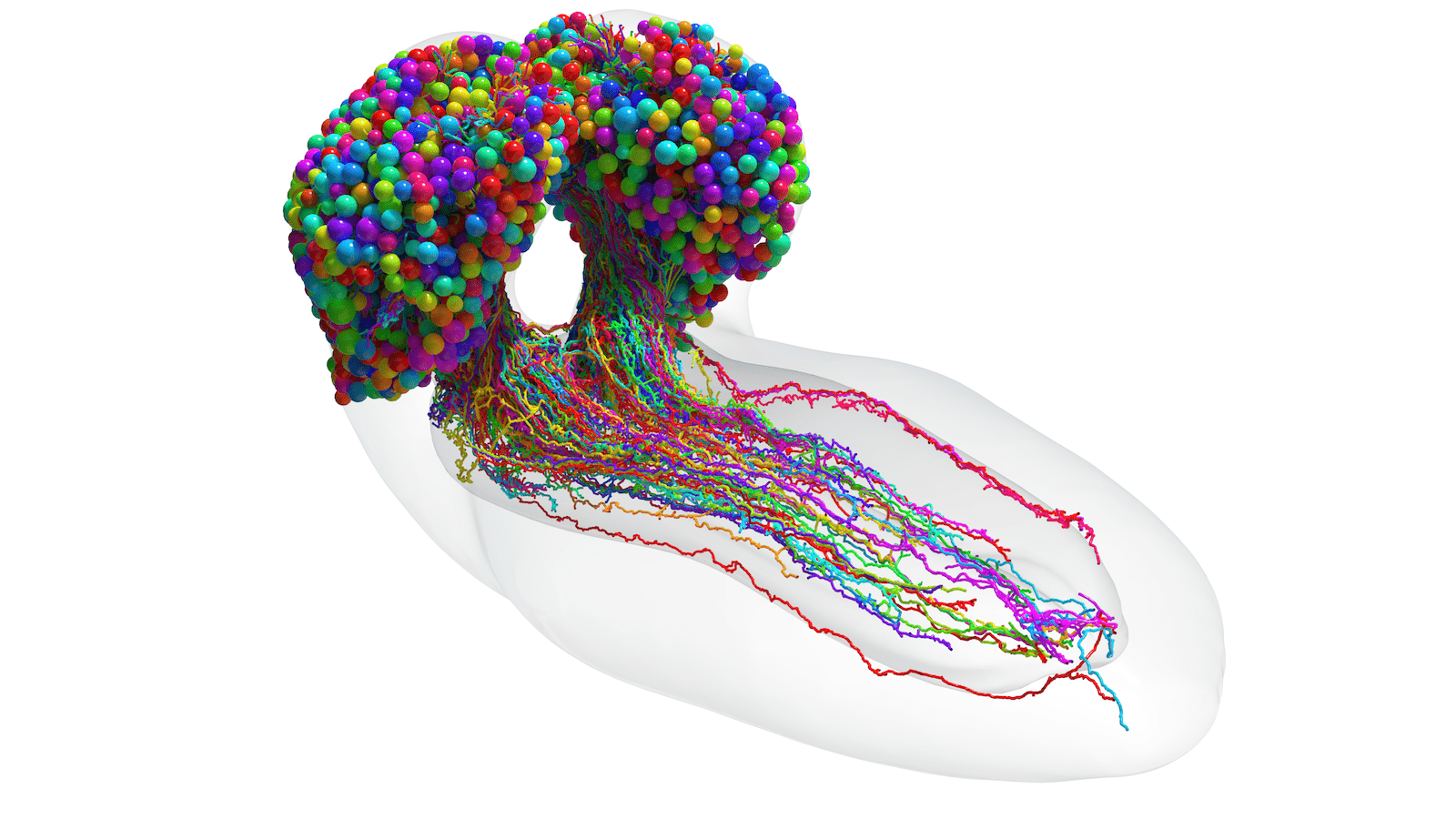 The First Brain Scientists Complete First Fully Mapped Animal Brain