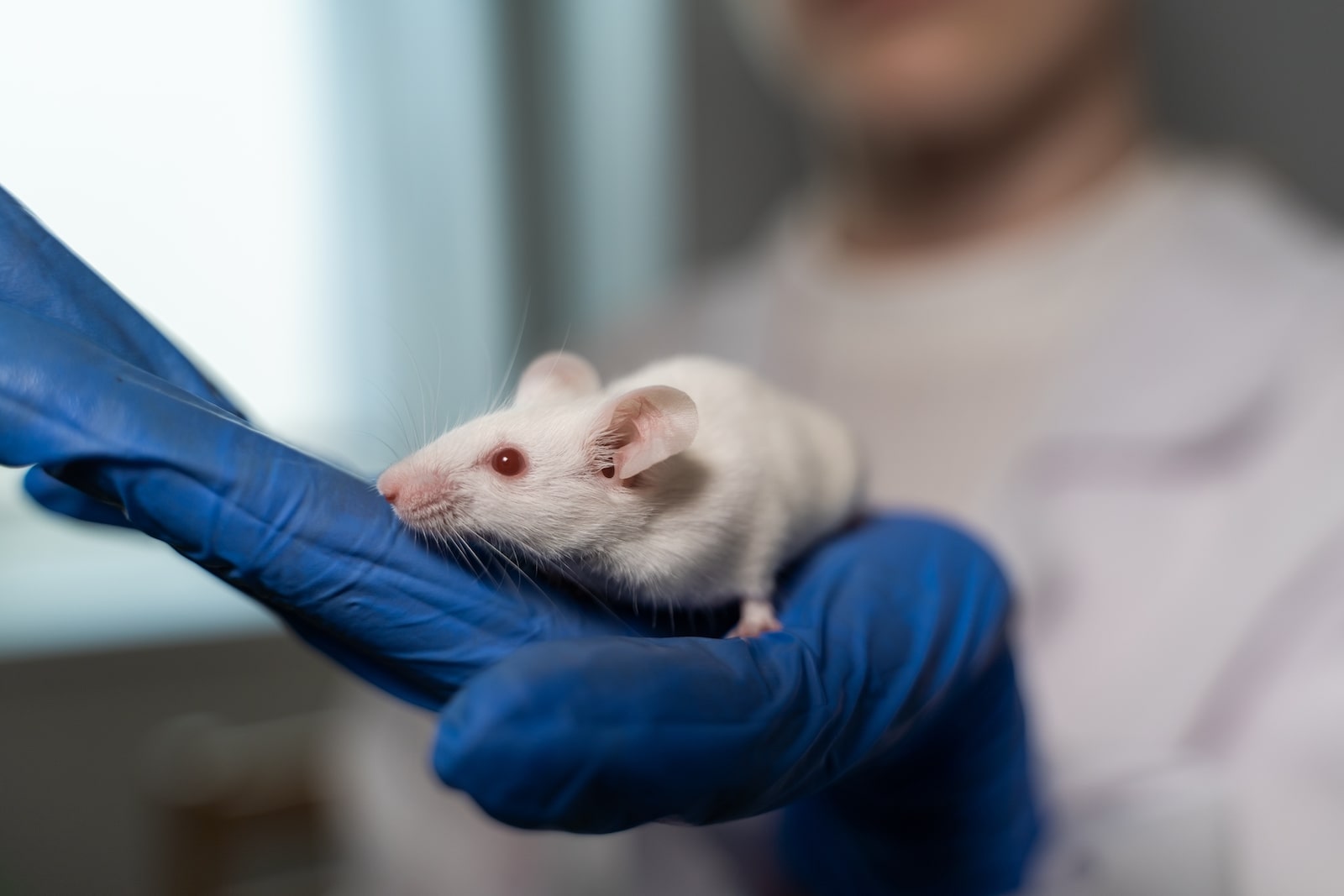 A white mouse with red eyes sits in a hand in a blue rubber glove. A laboratory assistant in a white coat is seen from behind.