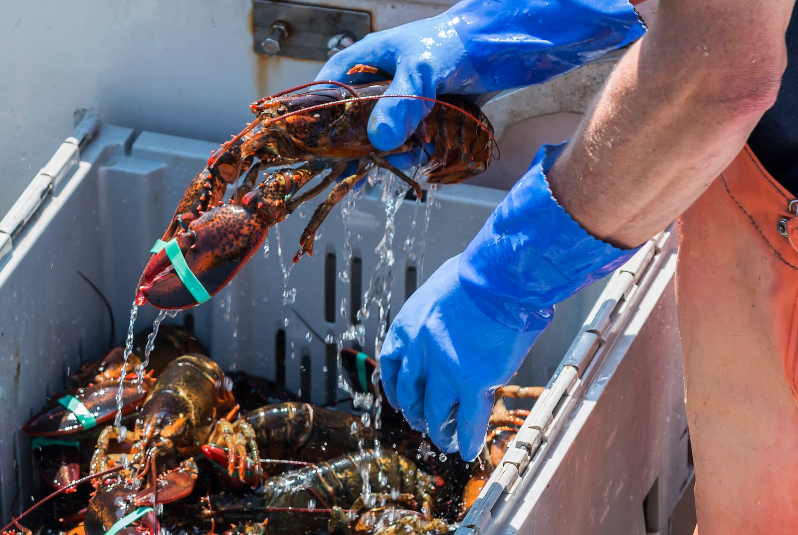 A live lobster has water dripping off of it as a person with gloves places it into bins on a fishing boat.