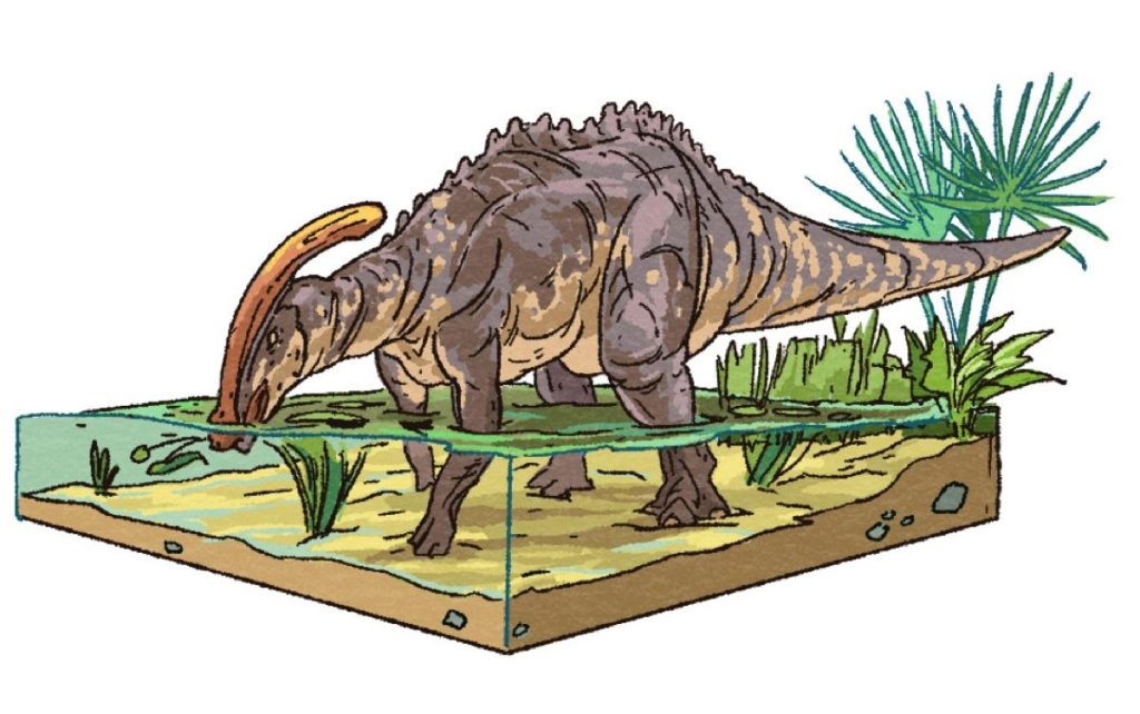 A large duck-billed dinosaur with a curved head ornament called a parasaurolophus is wading into shallow water to eat green grasses.