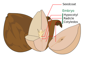 An illustration of an avocado seed with the outer brown seed coat removed and internal parts of the seed labeled.