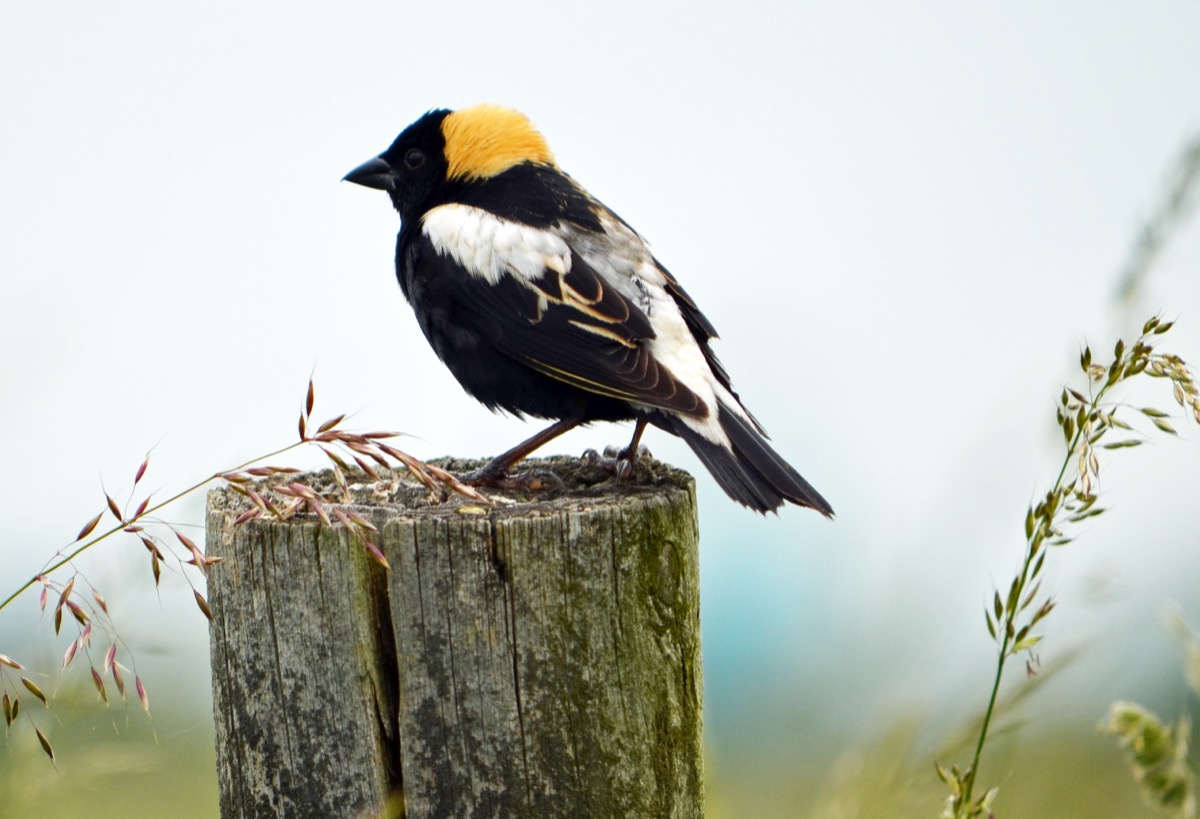 A bobolink sits on a fencepost. The bobolink is a stout mostly black bird with a bright yellow nape and white contrasting "shoulder pads" at the top of each wing.