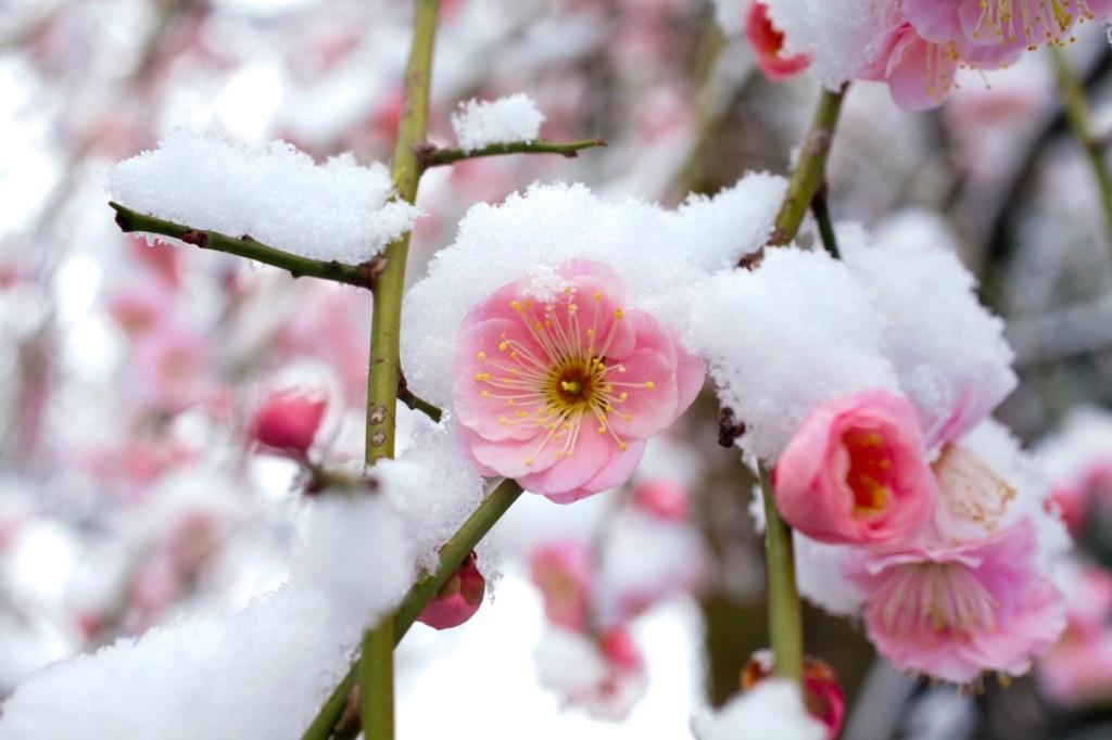 pink plum blossoms peak out from beneath melting snow on a branch