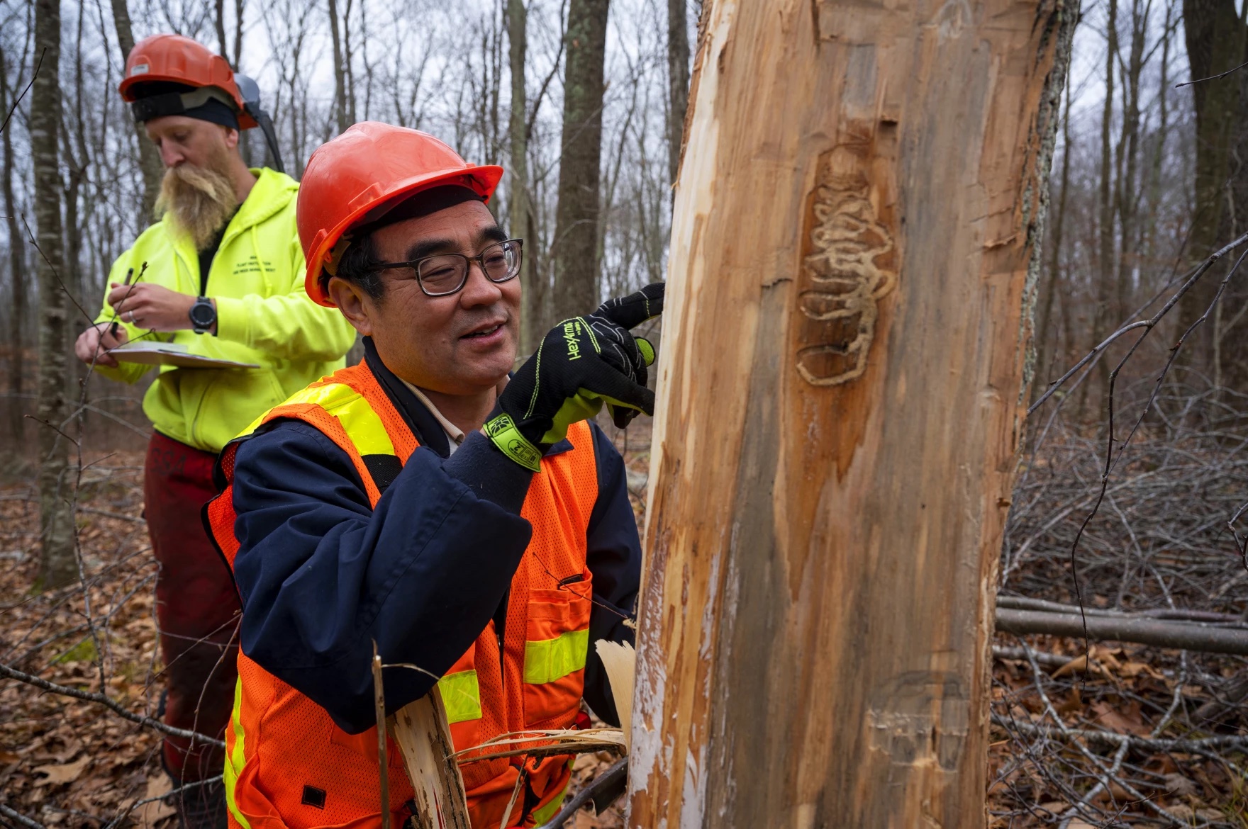 A man in a hard hat and visibility vest pointing at the trunk of a tree.