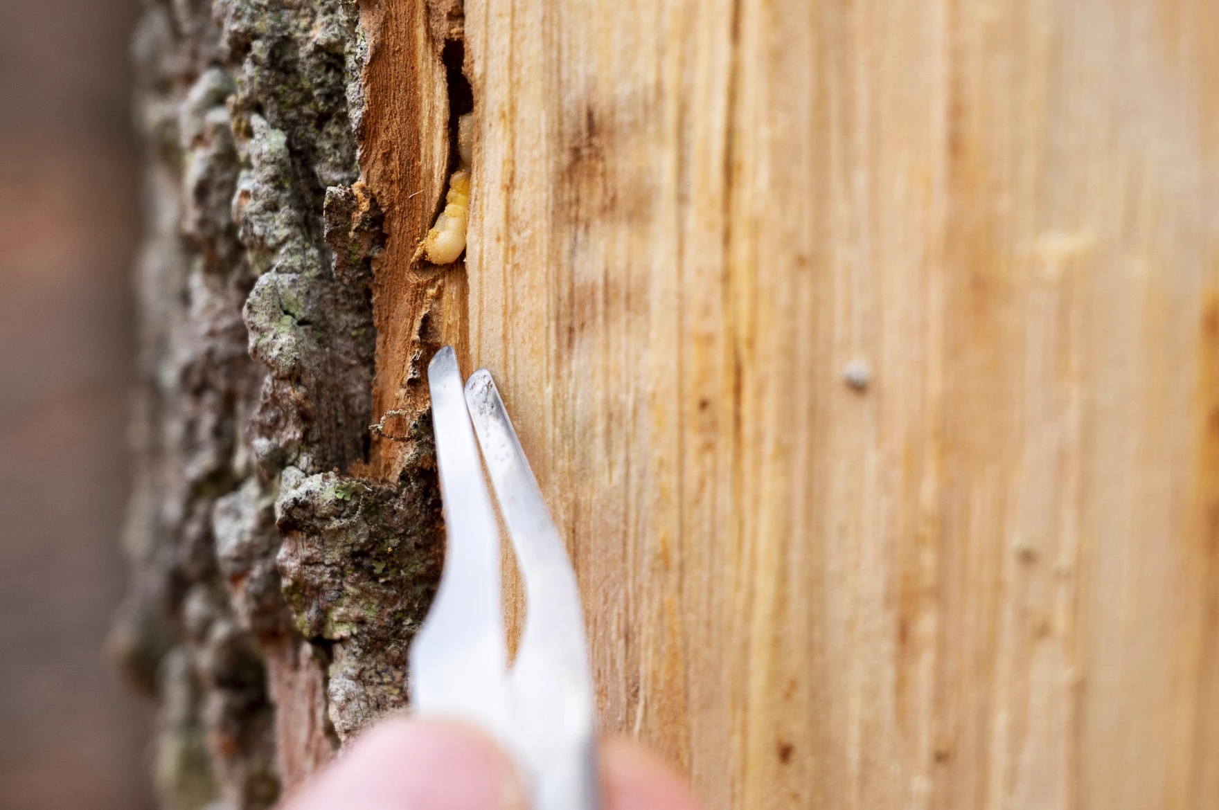 A close up of harvesting a small larvae from inside a tree with a metal pick