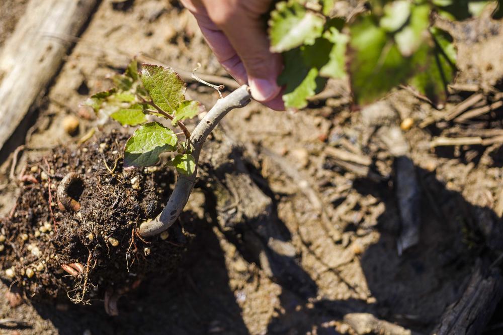 tree saplings planted in dirt