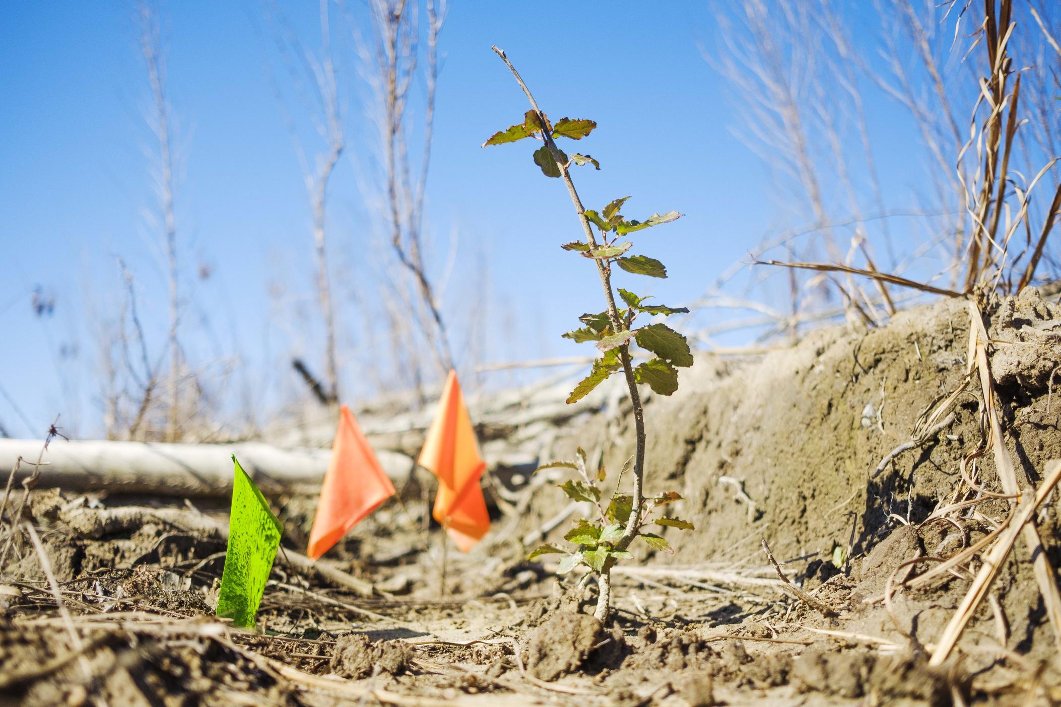 a sapling of a GMO carbon-sequestering tree