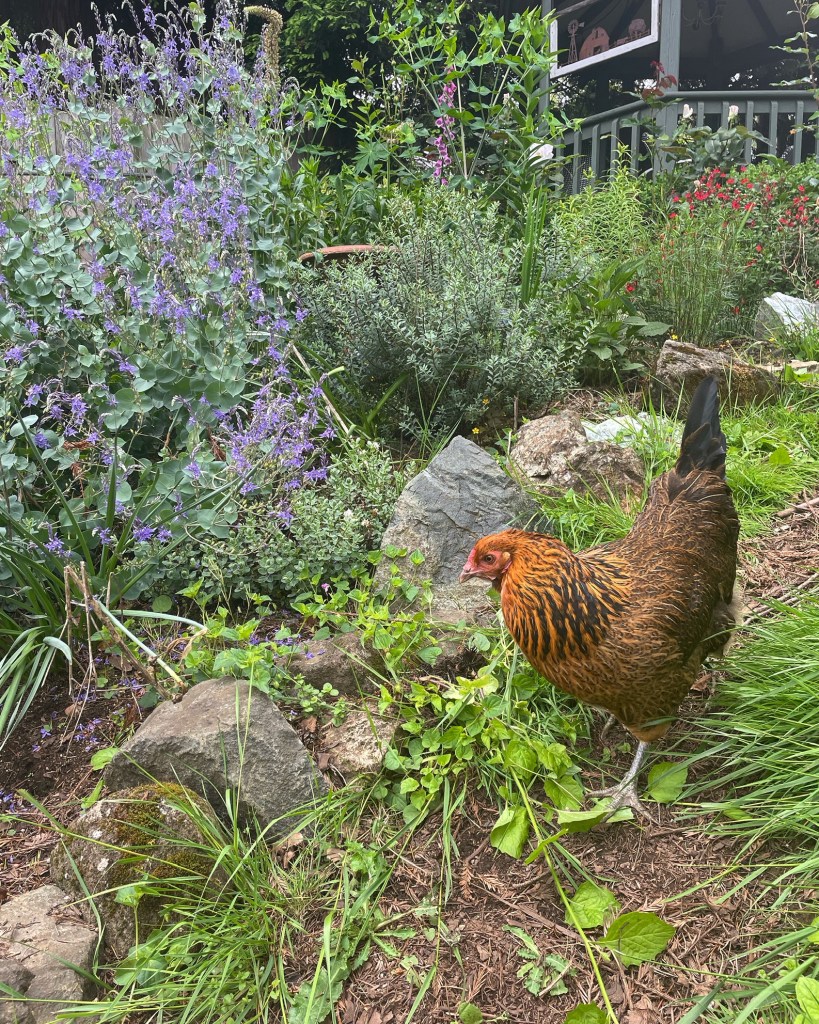 chicken in the yard