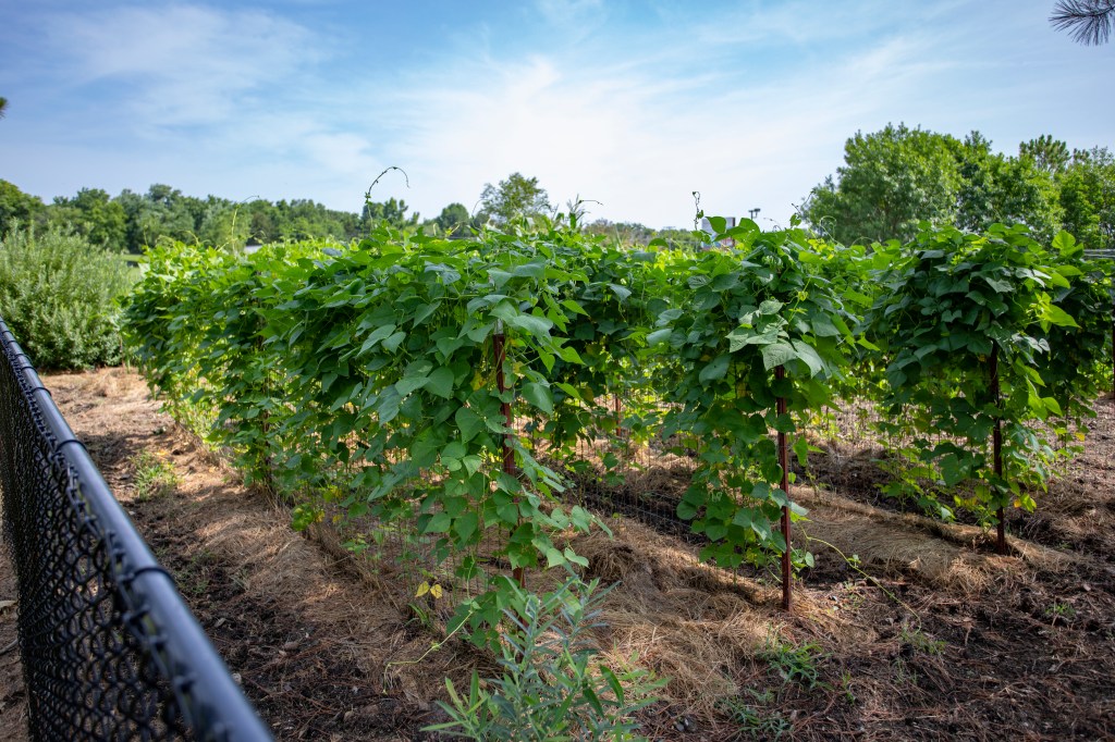 rows of bright green leafy beanstalks growing in a garden.