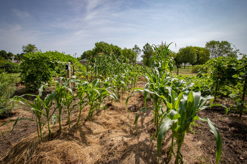 corn, gourds, and beanstalks growing in the Cherokee nation heirloom garden