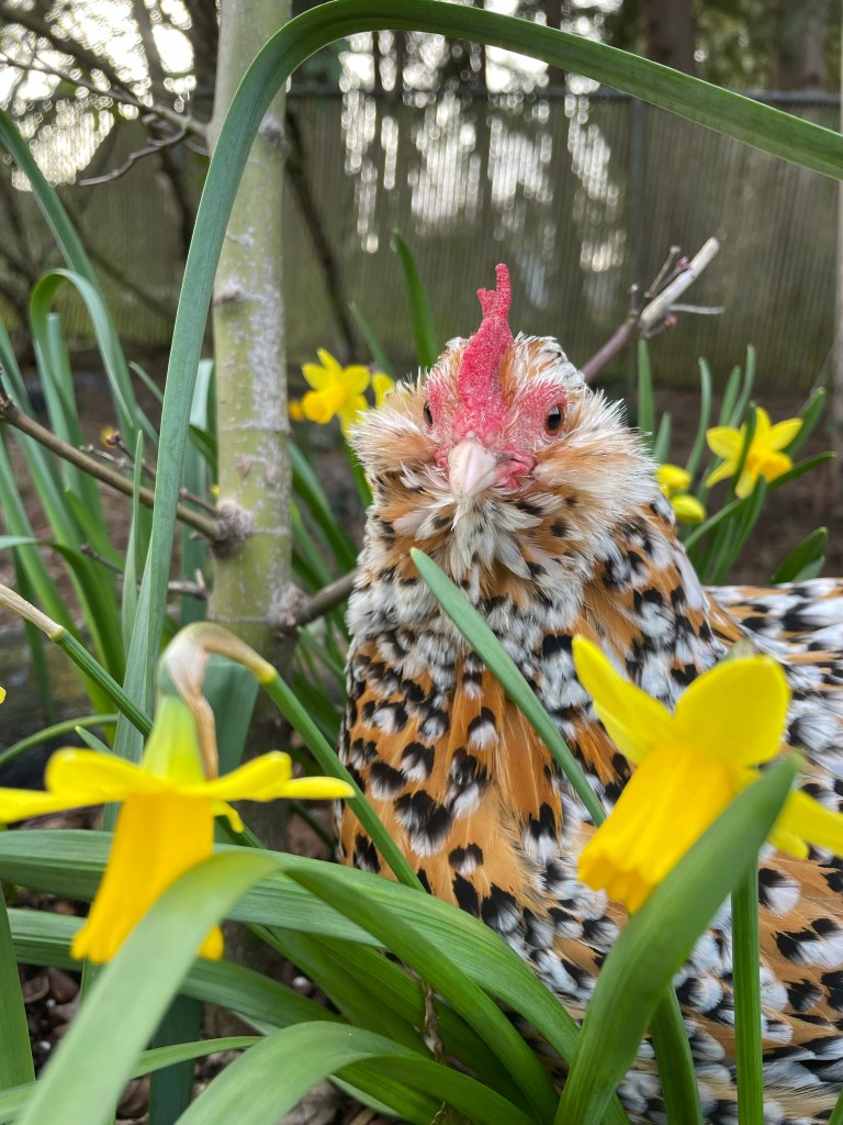 chicken among daffodils