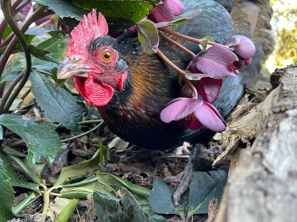 chicken between plants