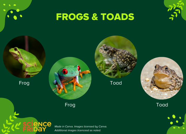 A slide labeled Frogs and Toads shows examples of smooth frogs and bumpy toads.