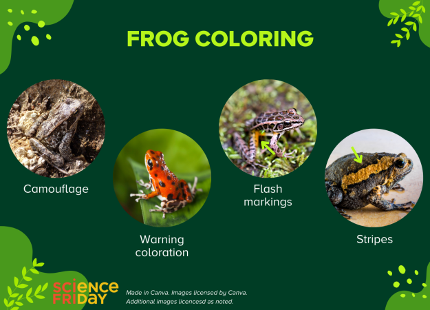 A slide labeled Frog Coloring shows camouflaged frogs, brightly colored frogs, and flash markings.