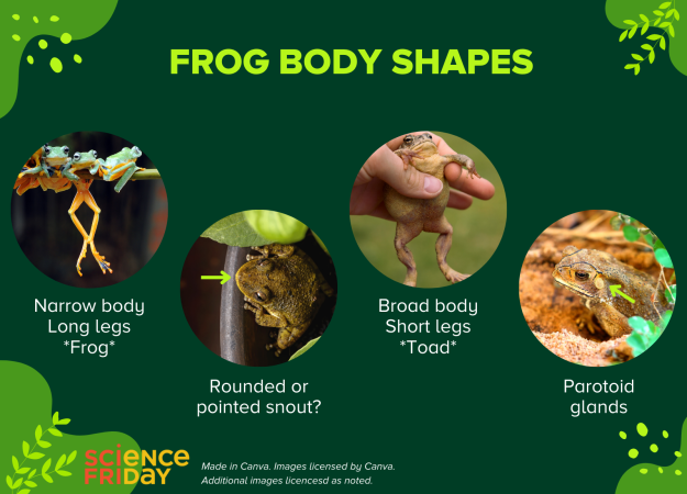 A slide labeled Frog Body Shapes shows long legs versus short legs, a rounded frog snout, and parotoid glands.