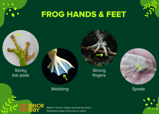 A slide labeled Frog Hands and Feet shows frogs with sticky toe pads, webbing, and spades.