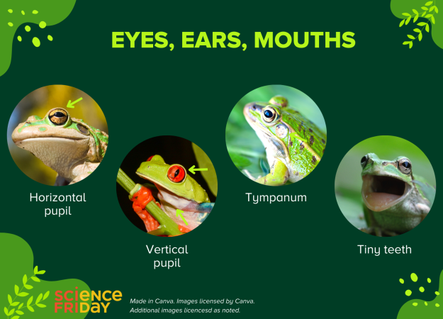 A slide labeled Eyes, Ears, Mouths shows frog pupils, the tympanum, and frog teeth.