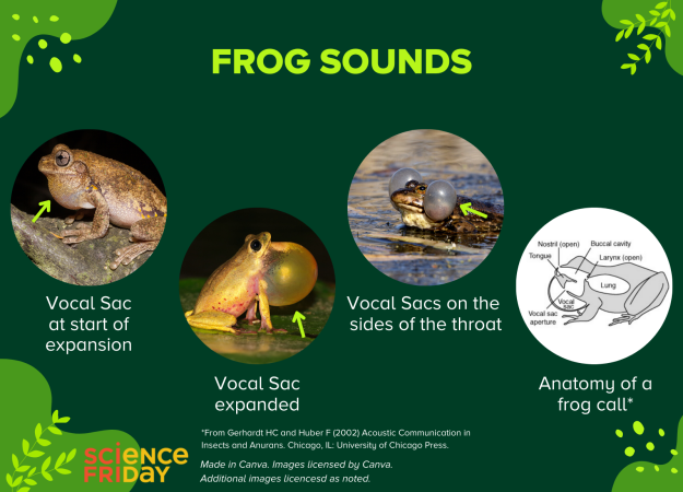 A slide labeled Frog Sounds showing images of frogs' vocal sacs, which look like bubbles expanding from their throats.