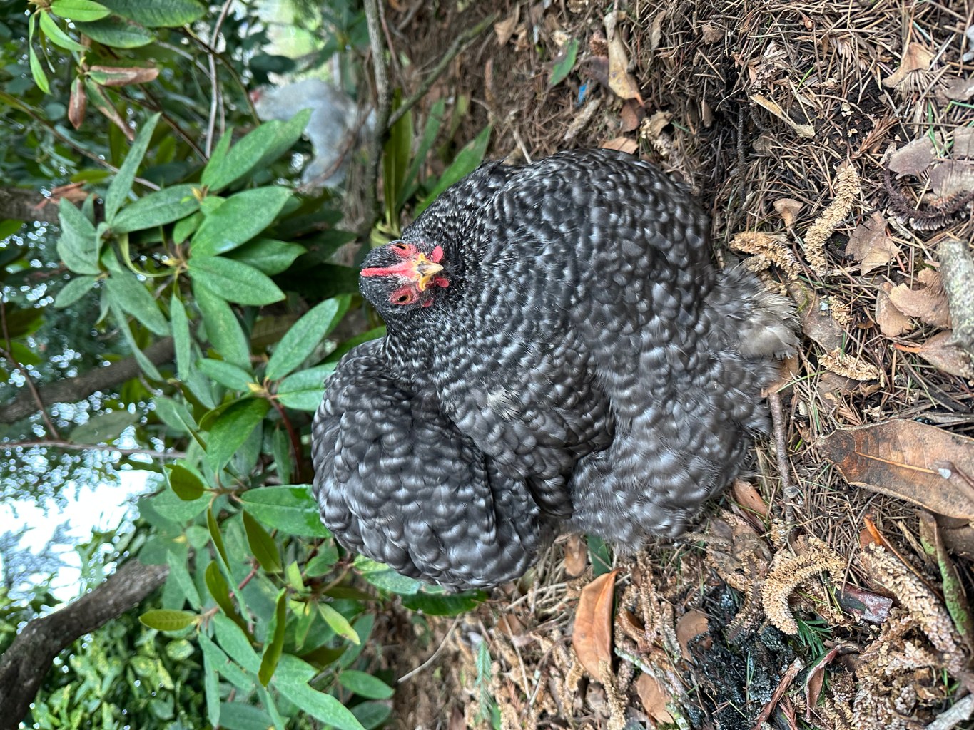 chicken roosting