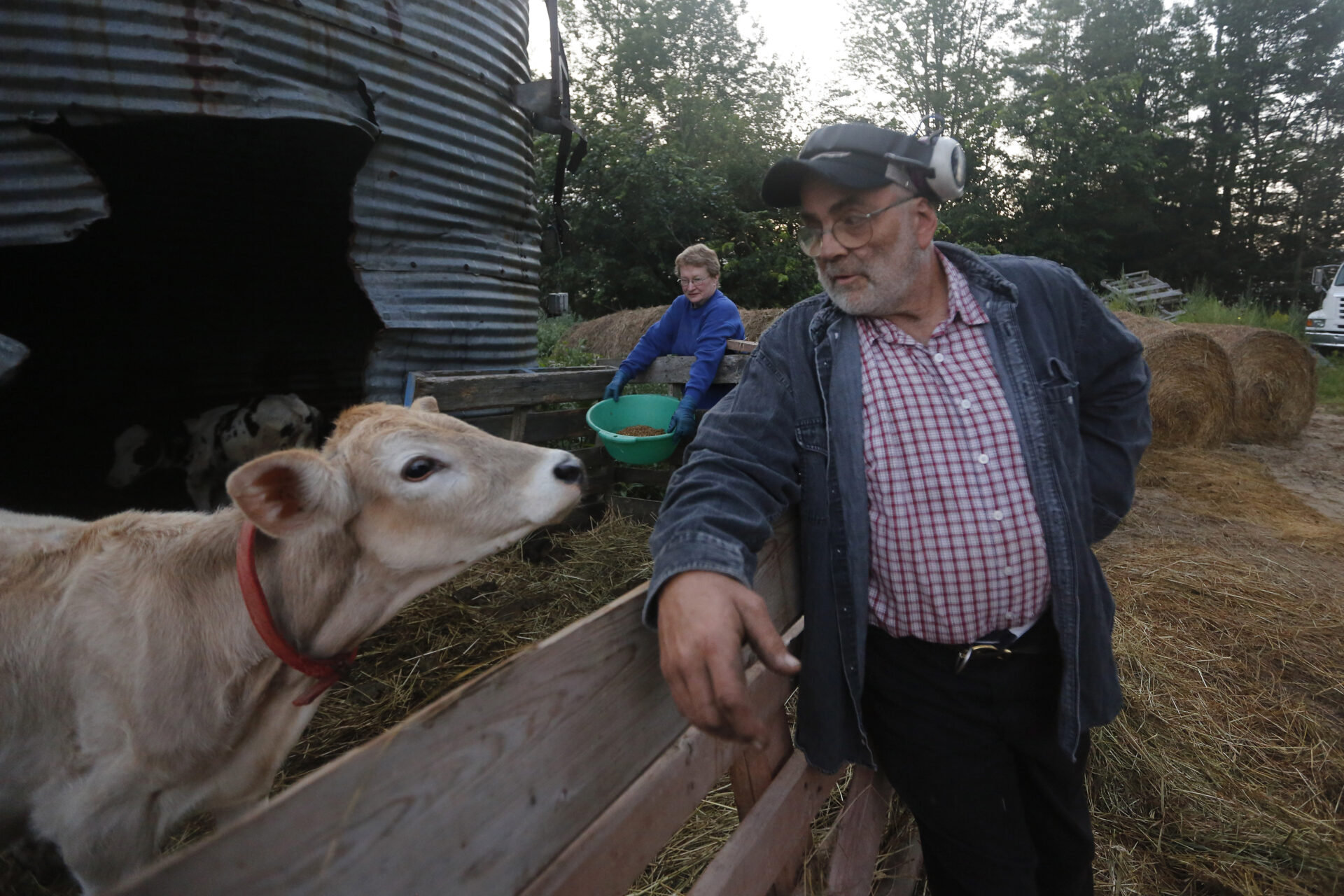 A man leans against a barn gate looking at a baby cow.