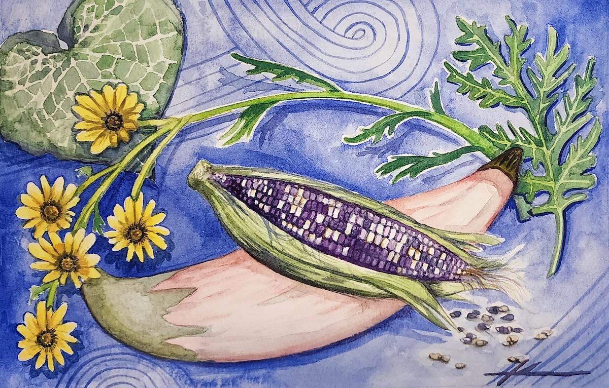 a watercolor illustration of Cherokee heirloom plants distributed by the Cherokee nation's seedbank