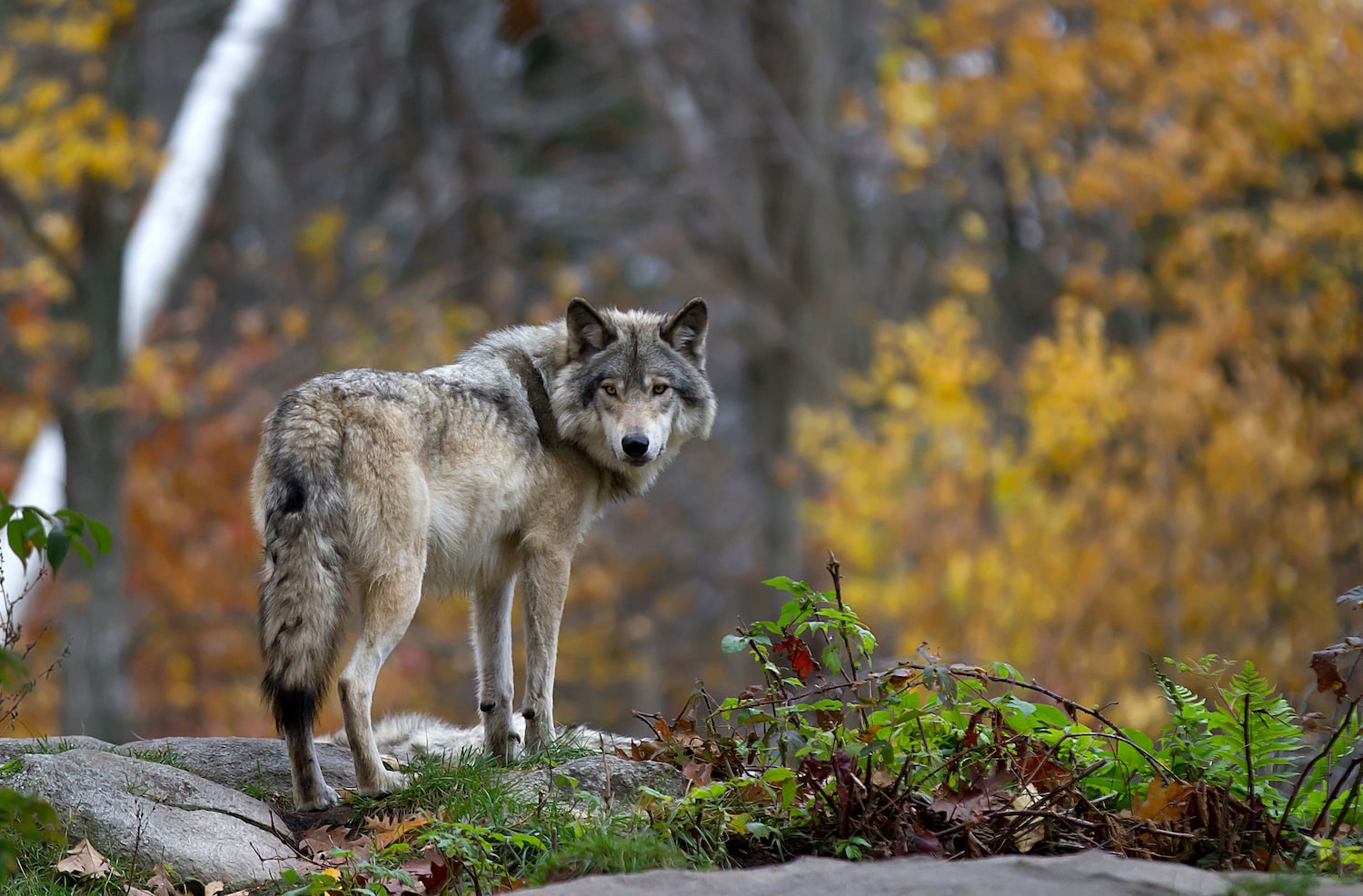 a beautiful lone wolf with a grayish brown cut stands alert on a rocky cliff on a rainy day. it looks behind at the camera, eyes piercing