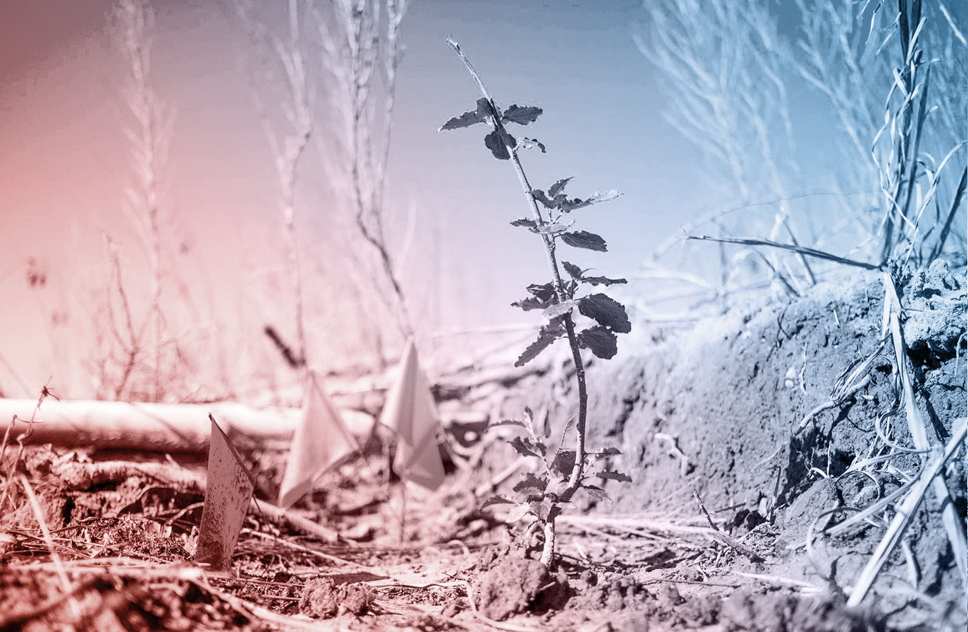 Fighting Climate Change With Genetically Modified Trees - Vimarsana News