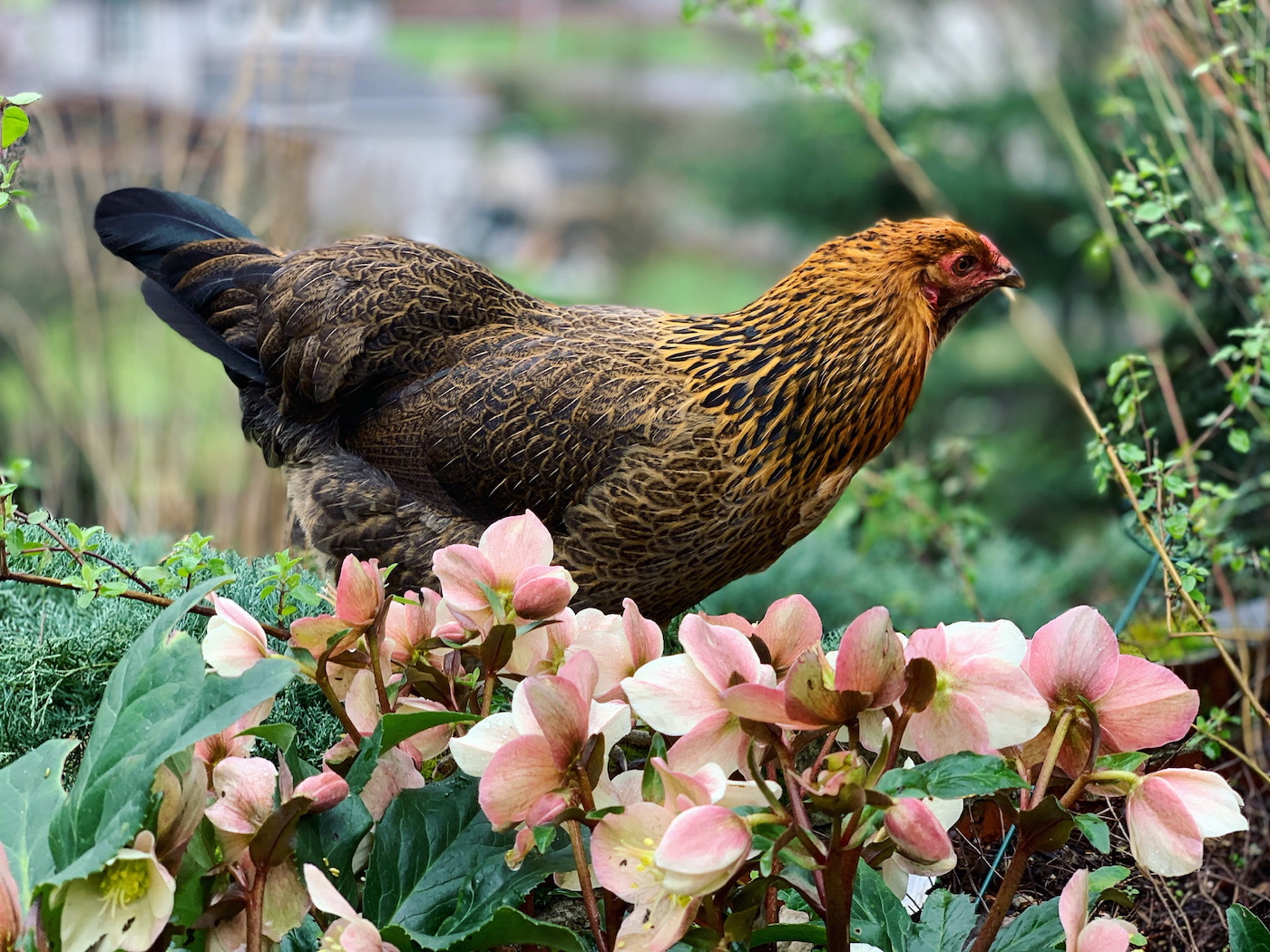 A chicken walking above a growing garden of flowers