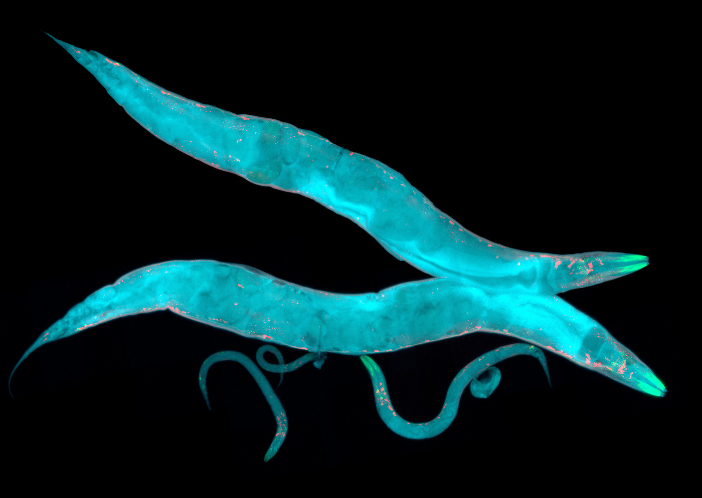 Caenorhabditis elegans, a free-living transparent nematode (roundworm), about 1 mm in length.