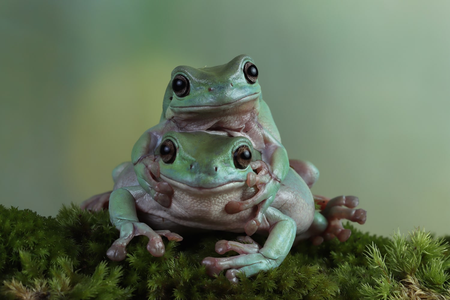 two adorable Litoria caerulea tree frogs that are a light green color sit nestled on top of each other on moss and branches