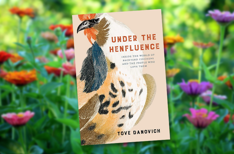 The History And Science Of America's Favorite Backyard Bird - Vimarsana News