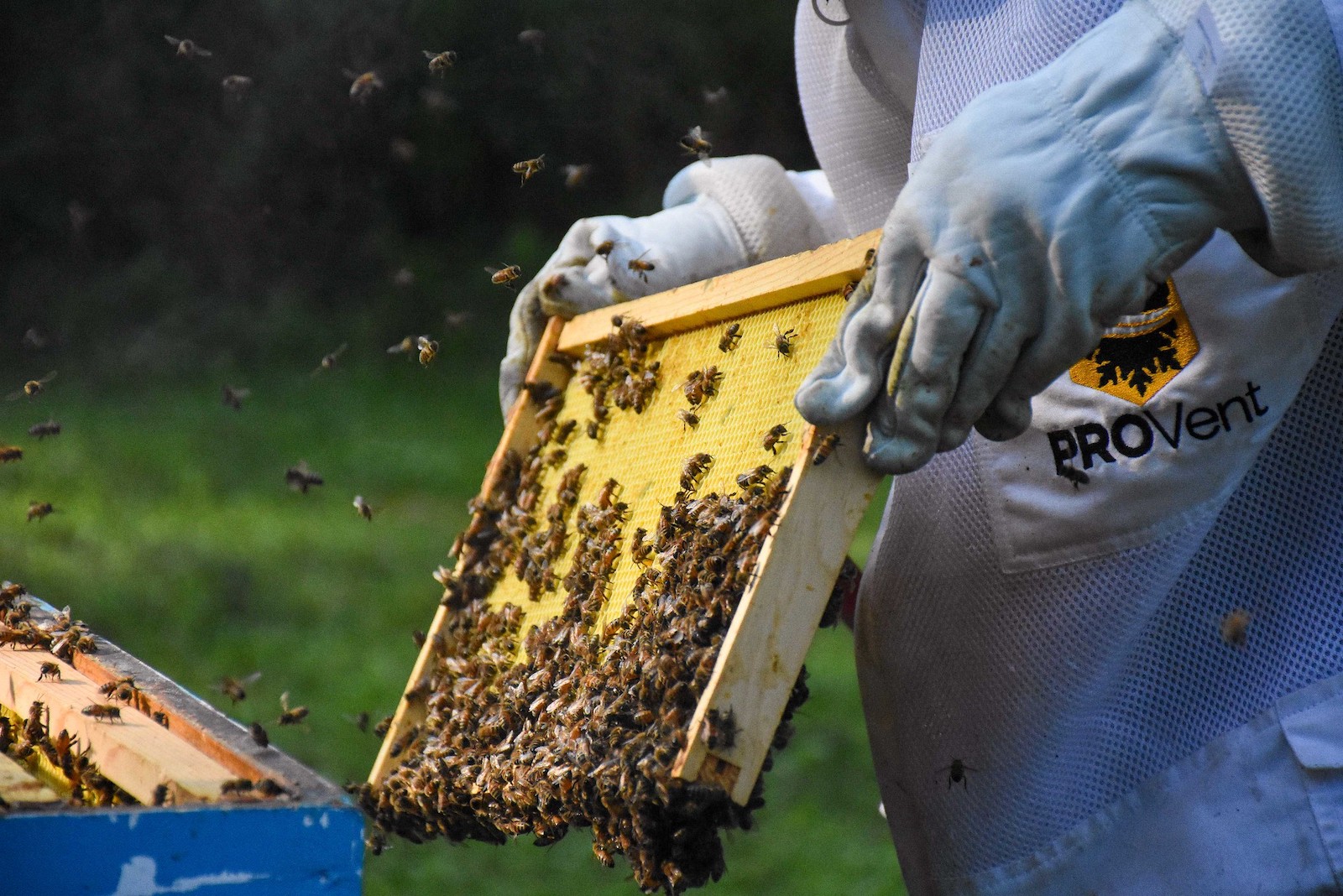 a person in a white bulky bee suit pulls out a frame from a beehive with two hands. bees cover the frame and fly around the hive