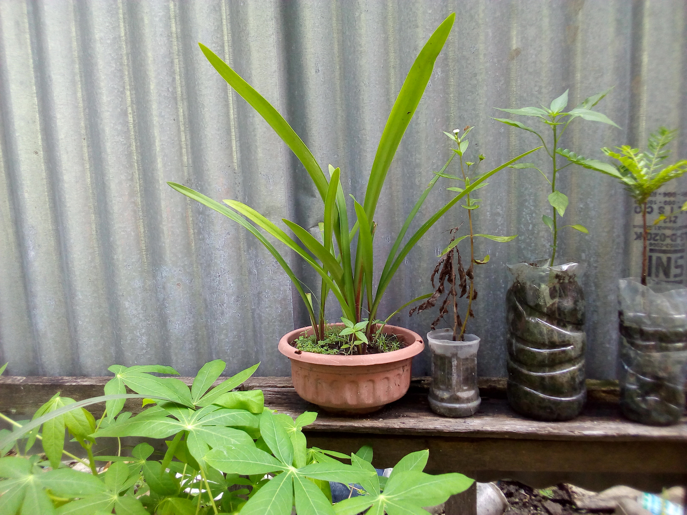 Photo of plants in plastic bottle chaptured in the morning right after the last night rain