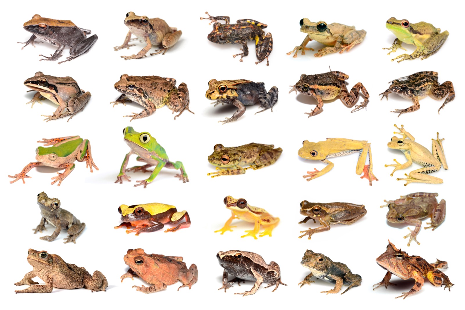 A collage of various frogs and toads on a white background.