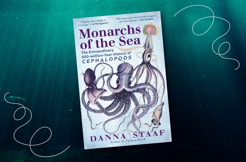 Diving Into The Reign Of Cephalopods - Vimarsana News