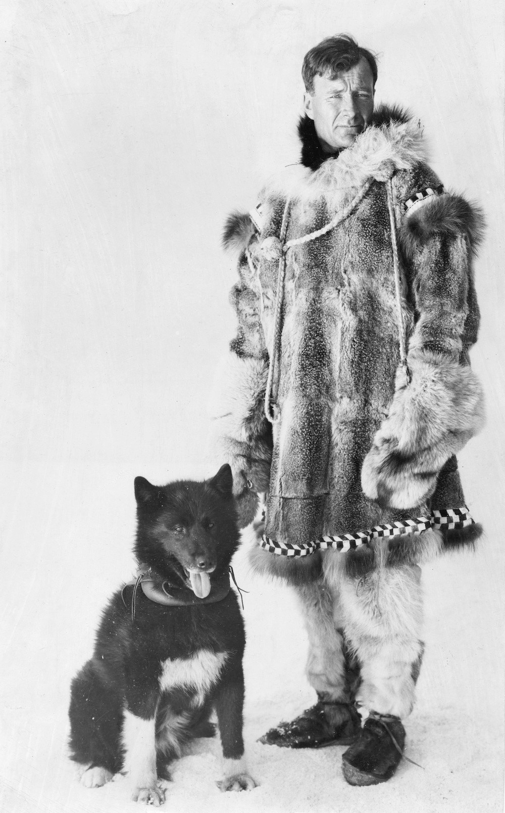 Balto Sled Dog Balto's Genome Holds Evolutionary Surprises