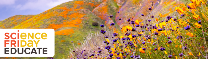 Scifri beyond the classroom superbloom newsletter banner