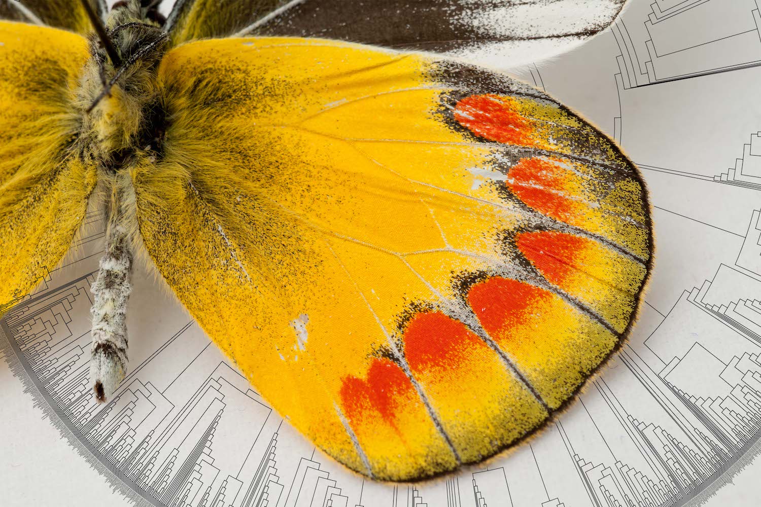 a close up on a bright yellow butterfly wing with orange spots on the edges. in the background is a phylogenetic tree