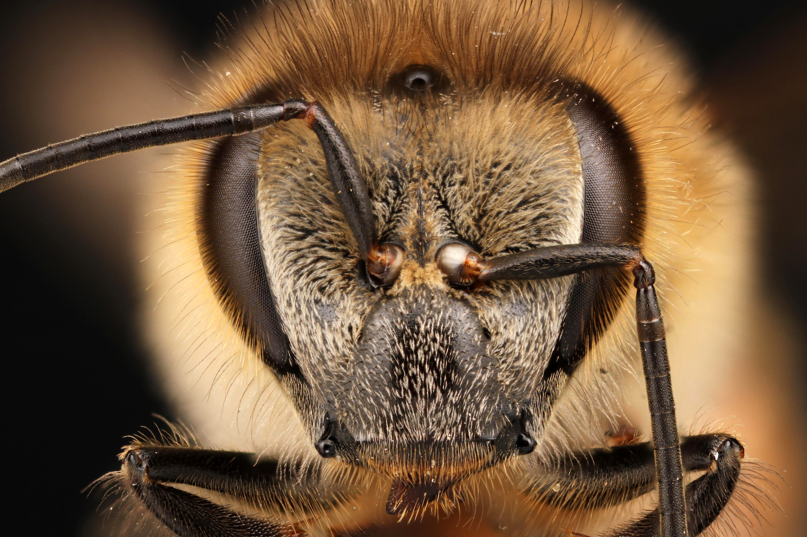 a close up of a honeybee