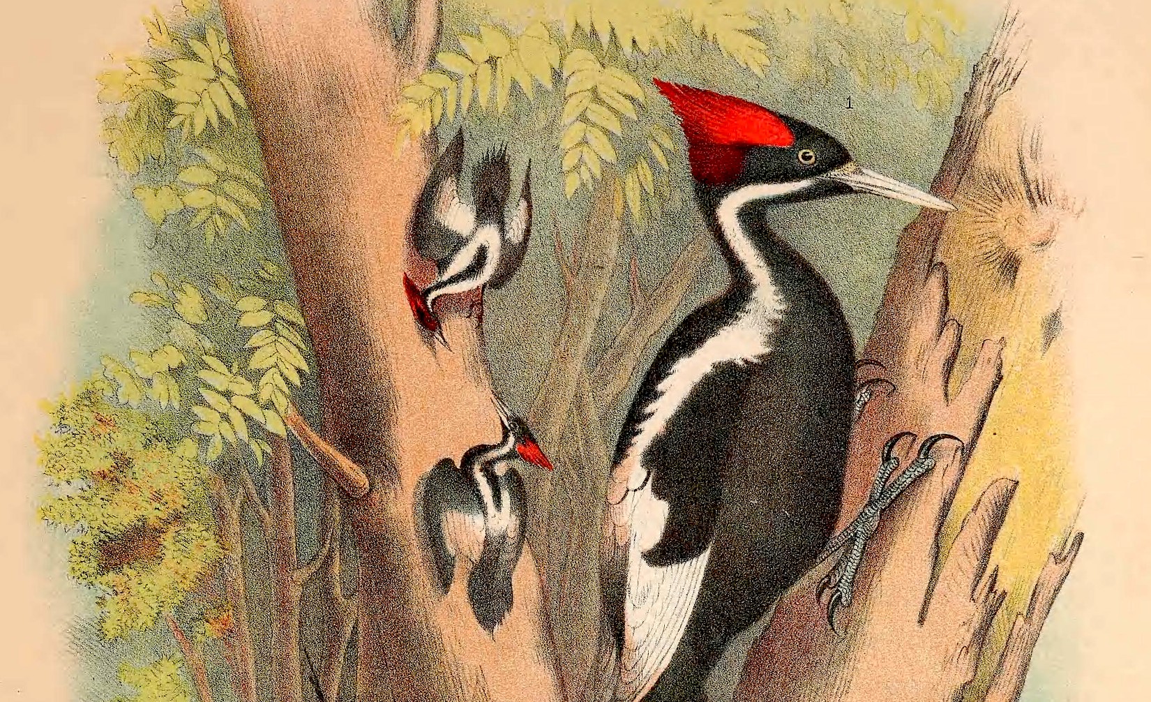 a color illustration of a striking woodpecker with a bright red plumage on its crown that forms a tip upwards. the body has a band of white feathers from the neck all the way down to its feathers, while the bulk of the rest of its body is black. it sits perches on a tree. in the background are two other woodpeckers of the same species