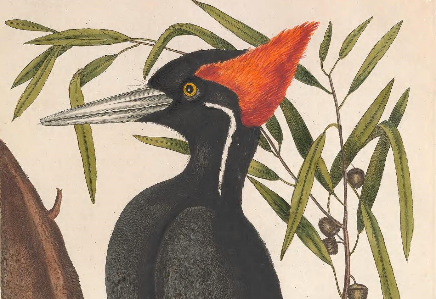Why The Ivory-Billed Woodpecker Is Still Raising Questions - Vimarsana News